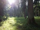 Wald